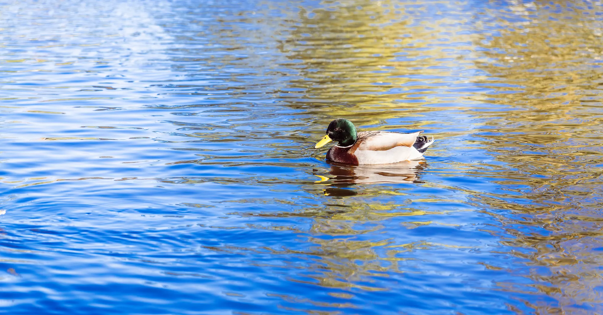 Drake On Blue — Wildlife