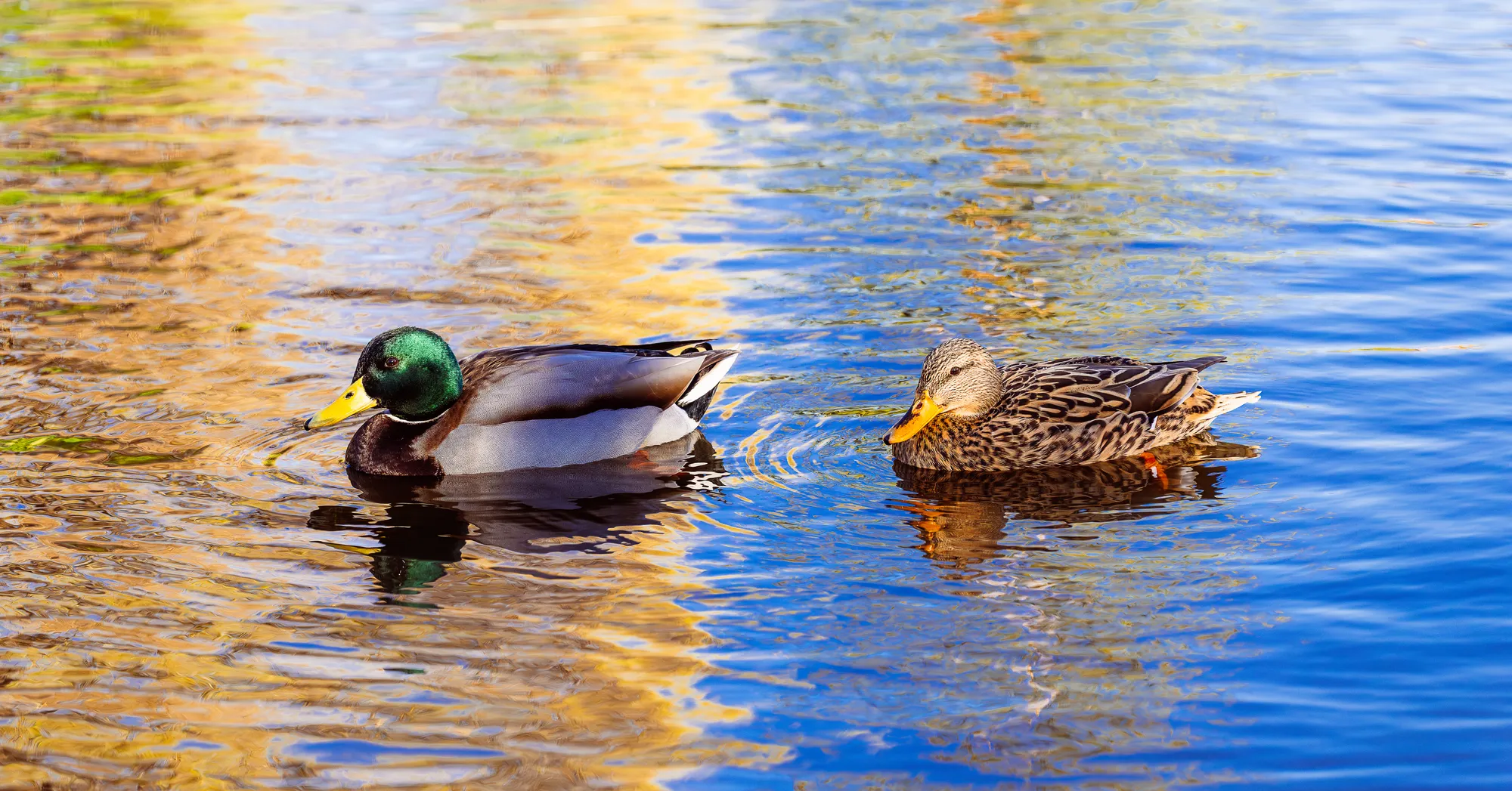 Morning Paddle — Wildlife