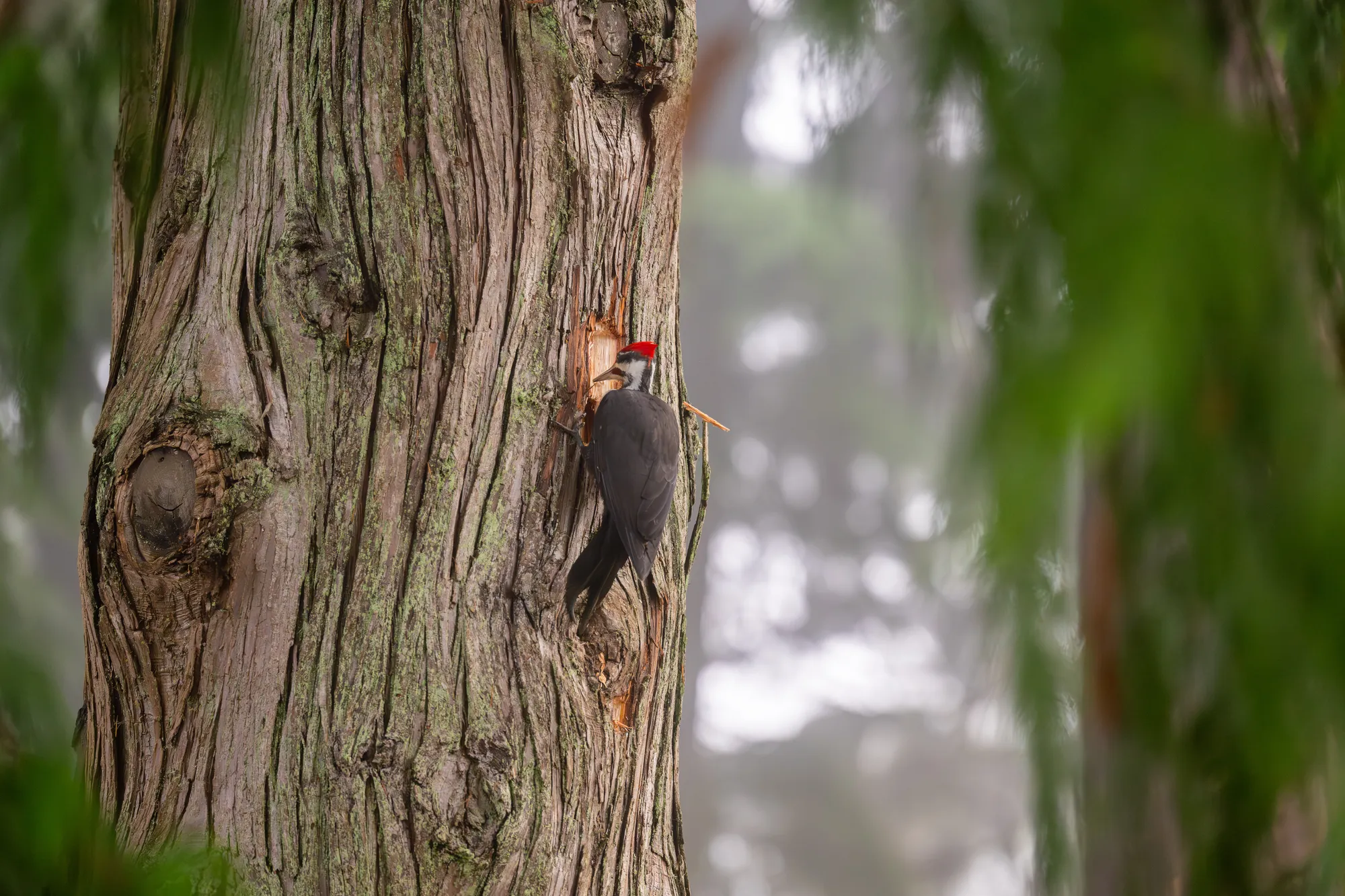 Wildlife Woodpecker 1 — Wildlife