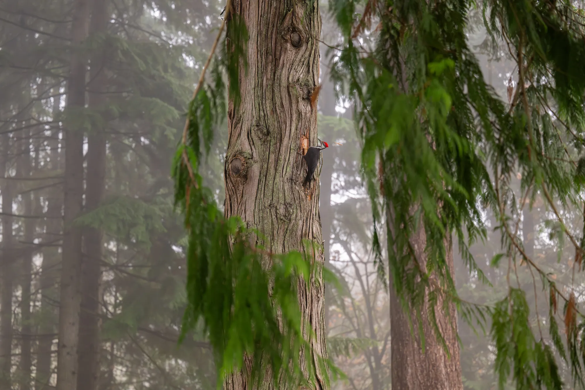 Wildlife Woodpecker 3 — Wildlife
